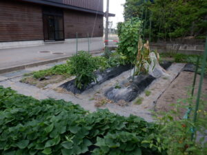 ミニ農園